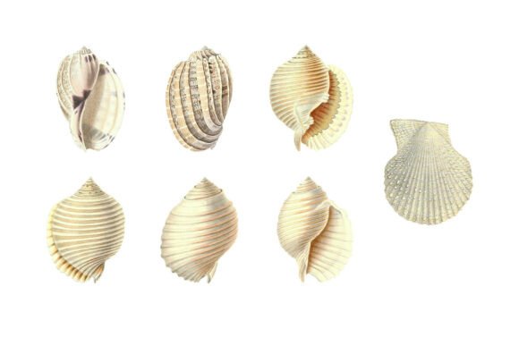 Download White Shells Vintage Clipart Pack - Vintage Collection