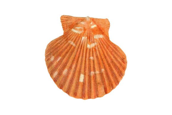Download Orange Scallop Shell Vintage Clipart - Vintage Collection
